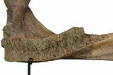 21.4" Triceratops Mandible (Lower Jaw) on Stand - North Dakota - #131346-5